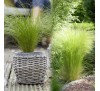 Stipa tenuissima Pony Tails / Cтипa, Aнгeлcкa кoca