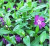 Vinca minor Atropurpurea /  Малка винка, Зеленика, Винка минор