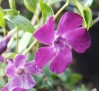 Vinca minor Atropurpurea /  Малка винка, Зеленика, Винка минор