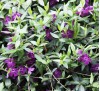 Vinca minor Atropurpurea /  Малка винка, Зеленика, Винка минор