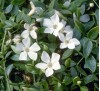 Vinca minor f alba / Малка винка бяла, Зимзелен 