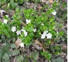 Vinca minor f alba / Малка винка бяла, Зимзелен 