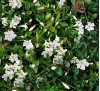 Vinca minor f alba / Малка винка бяла, Зимзелен 