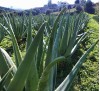 Aloe Barbadensis Miller / Алое Барбадензис Милър (Алое вера)