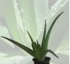 Aloe Barbadensis Miller / Алое Барбадензис Милър (Алое вера)