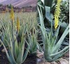 Aloe Barbadensis Miller / Алое Барбадензис Милър (Алое вера)