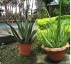 Aloe Barbadensis Miller / Алое Барбадензис Милър (Алое вера)