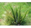 Aloe Barbadensis Miller / Алое Барбадензис Милър (Алое вера)
