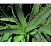 Aloe Barbadensis Miller / Алое Барбадензис Милър (Алое вера)