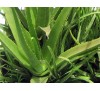 Aloe Barbadensis Miller / Алое Барбадензис Милър (Алое вера)