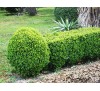 Buxus sempervirens / Чемшир (чемшир)