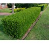 Buxus sempervirens / Чемшир (чемшир)