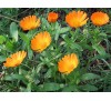 Calendula officinalis / Невен
