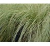 Carex comans Frosted Curls