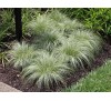 Carex comans Frosted Curls