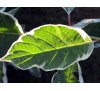 Cornus alba sibirica variegata / Сибирски дрян - пъстролистен