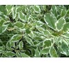 Cornus alba sibirica variegata / Сибирски дрян - пъстролистен