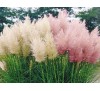 Cortaderia selloana / Кортадерия, Пампаска трева