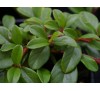 Cotoneaster dammeri / Котонеастър Дамери