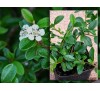 Cotoneaster dammeri / Котонеастър Дамери
