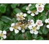 Cotoneaster dammeri / Котонеастър Дамери