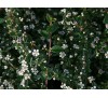 Cotoneaster dammeri / Котонеастър Дамери