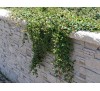Cotoneaster dammeri / Котонеастър Дамери
