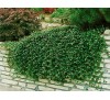 Cotoneaster dammeri / Котонеастър Дамери