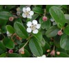 Cotoneaster dammeri / Котонеастър Дамери