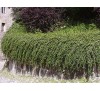 Cotoneaster dammeri / Котонеастър Дамери