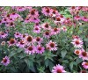Echinacea / Ехинацея