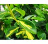 Euonymus fortunei Blondy / Радиканс Блонди