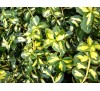 Euonymus fortunei Blondy / Радиканс Блонди