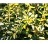 Euonymus fortunei Blondy / Радиканс Блонди
