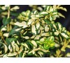 Euonymus fortunei Blondy / Радиканс Блонди
