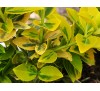 Euonymus fortunei 'Emerald 'n Gold' / Радиканс жълто-зелен