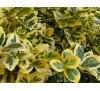 Euonymus fortunei 'Emerald 'n Gold' / Радиканс жълто-зелен