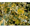 Euonymus fortunei 'Emerald 'n Gold' / Радиканс жълто-зелен