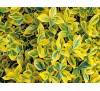 Euonymus fortunei 'Emerald 'n Gold' / Радиканс жълто-зелен