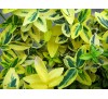 Euonymus fortunei 'Emerald 'n Gold' / Радиканс жълто-зелен