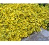 Euonymus fortunei 'Emerald 'n Gold' / Радиканс жълто-зелен