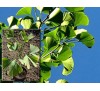 Ginkgo biloba / Гинко билоба