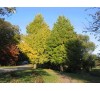 Ginkgo biloba / Гинко билоба