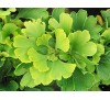 Ginkgo biloba / Гинко билоба