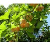 Ginkgo biloba / Гинко билоба