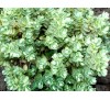Hebe pinguifolia, Hebe topiaria / Хебе дебелолистно