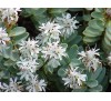 Hebe pinguifolia, Hebe topiaria / Хебе дебелолистно