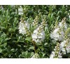 Hebe pinguifolia, Hebe topiaria / Хебе дебелолистно