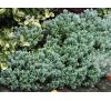 Hebe pinguifolia, Hebe topiaria / Хебе дебелолистно