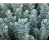 Hebe pinguifolia, Hebe topiaria / Хебе дебелолистно